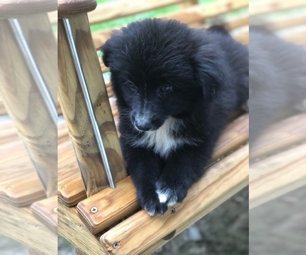 Medium Photo #6 Labrador Retriever-Pomeranian Mix Puppy For Sale in SPENCER, TN, USA