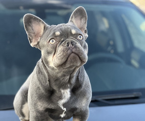 French Bulldog Puppy for sale in LAS VEGAS, NV, USA