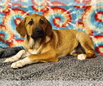 Small #6 Great Pyrenees Mix