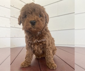 Poodle (Miniature) Puppy for sale in FREDERICKSBURG, OH, USA