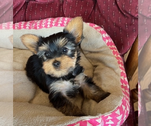 Medium Photo #6 Yorkshire Terrier Puppy For Sale in LAMAR, CO, USA