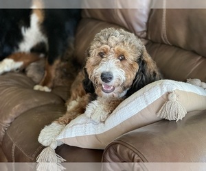 Mother of the Miniature Bernedoodle puppies born on 09/17/2022