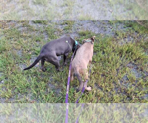 Medium Photo #33 American Pit Bull Terrier-Unknown Mix Puppy For Sale in Sebec, ME, USA