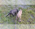 Small #32 American Pit Bull Terrier Mix