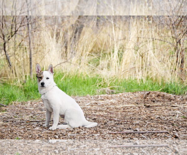 Medium Photo #8 Huskies -Unknown Mix Puppy For Sale in Sandy, UT, USA