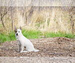 Small #7 Huskies  Mix