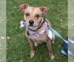 Small #12 Miniature Pinscher Mix