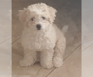 Maltipoo Puppy for sale in LAS VEGAS, NV, USA