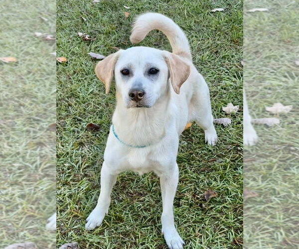 Medium Photo #4 Labrador Retriever-Unknown Mix Puppy For Sale in Canton, CT, USA