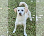 Small #3 Labrador Retriever Mix