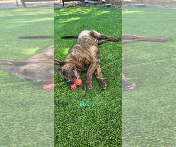 Medium Photo #7 Holland Shepherd-Plott Hound Mix Puppy For Sale in Woodland Hills, CA, USA