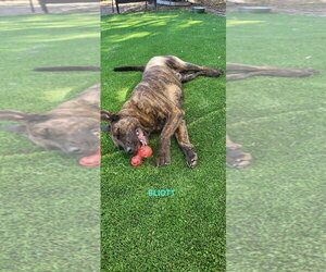 ELIOTT - Male Holland Shepherd-Plott Hound Mix Dog for Adoption - Photo #7