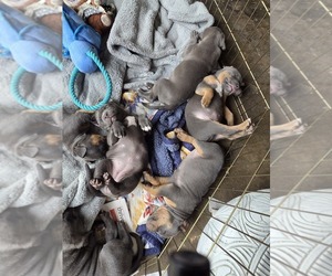 American Pit Bull Terrier Puppy for sale in WAUSAU, WI, USA