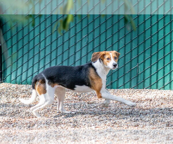 Medium Photo #4 Mutt Puppy For Sale in Hilton Head, SC, USA