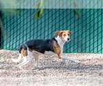 Small #3 Mutt