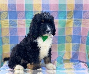 Bernedoodle Puppy for sale in LANCASTER, PA, USA