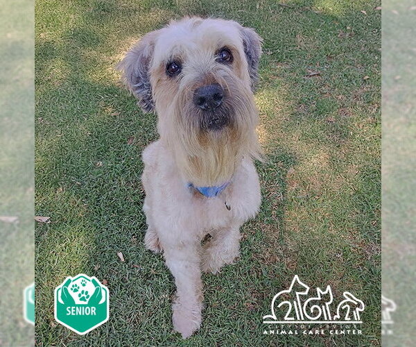 Medium Photo #1 - Mix Puppy For Sale in Irvine, CA, USA