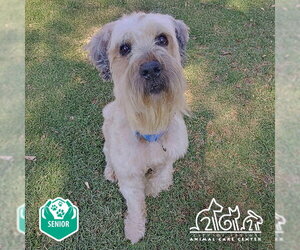 - Mix Dogs for adoption in Irvine, CA, USA