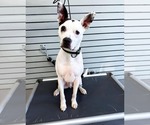 Small American Pit Bull Terrier Mix