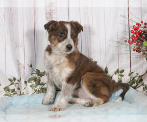 Boston Cattle Dog Puppy for sale in PENNS CREEK, PA, USA