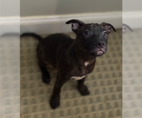 Medium Photo #14 Staffordshire Bull Terrier-Unknown Mix Puppy For Sale in Holly Springs, NC, USA