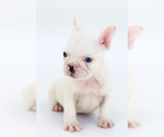 Small Photo #9 French Bulldog Puppy For Sale in BRANDON, FL, USA