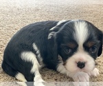 Small Photo #3 Cavalier King Charles Spaniel Puppy For Sale in MCCALL, ID, USA