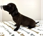 Small #2 Dachshund