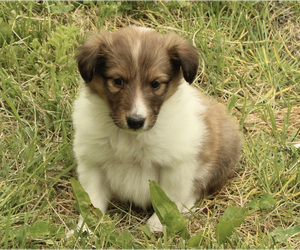Shetland Sheepdog Puppy for Sale in NEOSHO, Missouri USA