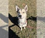 Small #1 Siberian Husky Mix