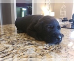 Small Photo #9 Labrador Retriever Puppy For Sale in CORDELE, GA, USA