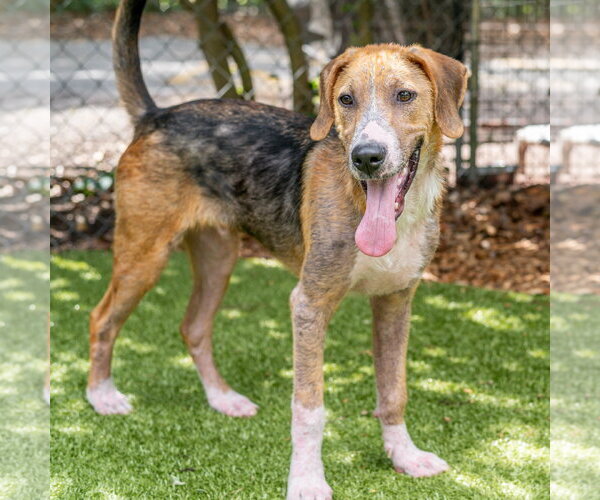 Medium Photo #5 Mutt Puppy For Sale in Hilton Head, SC, USA