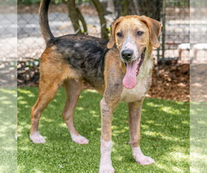 Bert - Male Mutt Dog for Adoption - Photo #5
