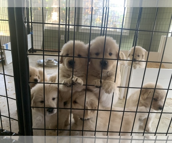 Medium Photo #6 Golden Retriever Puppy For Sale in AUMSVILLE, OR, USA