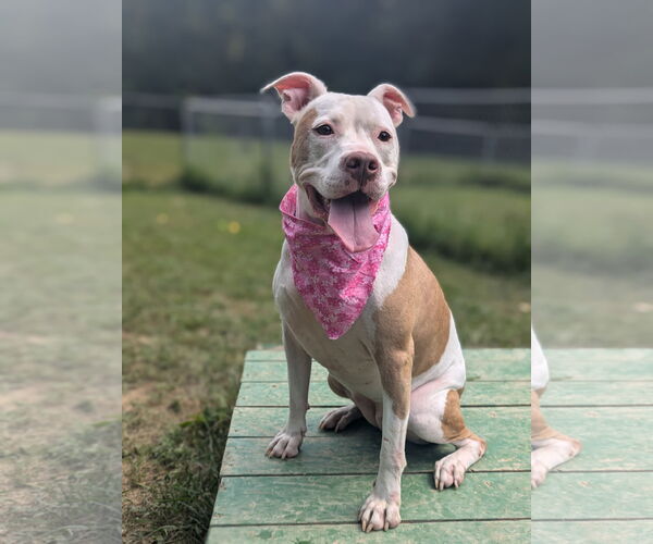 Medium Photo #4 American Bulldog-Unknown Mix Puppy For Sale in Calhoun, GA, USA