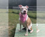 Small #3 American Bulldog Mix