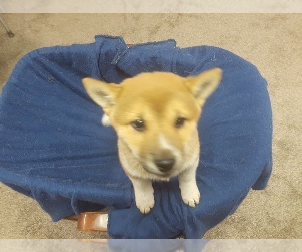 Medium Photo #2 Shiba Inu Puppy For Sale in CAMERON, MO, USA