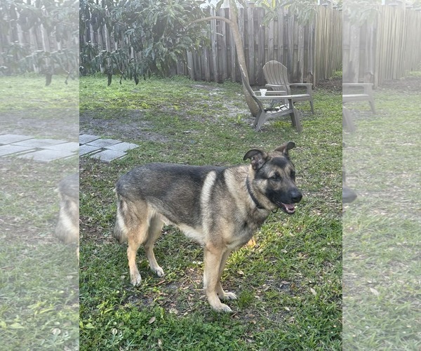 Medium Photo #3 German Shepherd Dog Puppy For Sale in Plantation, FL, USA