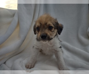 Wapoo Puppy for sale in SENECA FALLS, NY, USA