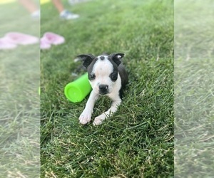 Boston Terrier Puppy for sale in BREMEN, IN, USA