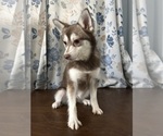 Small Photo #47 Alaskan Klee Kai Puppy For Sale in DURHAM, CT, USA
