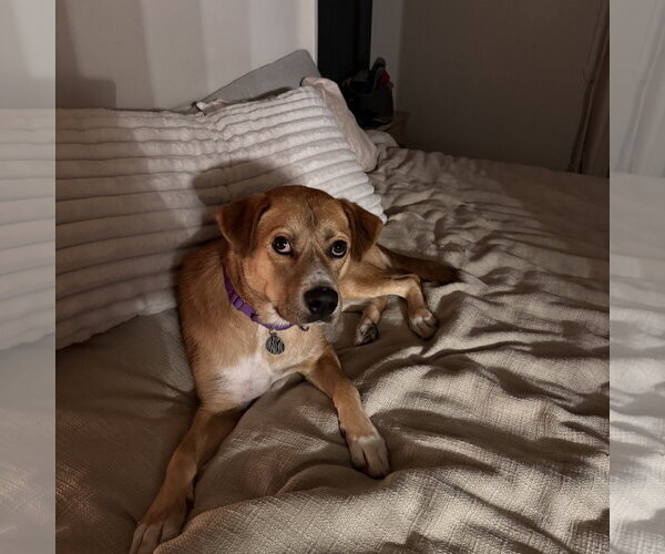 Medium Photo #5 Mutt Puppy For Sale in Fargo, ND, USA