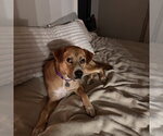 Small #4 Mutt