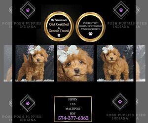 Maltipoo Puppy for sale in WARSAW, IN, USA