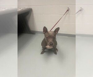 Medium American Pit Bull Terrier
