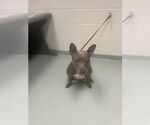 Small American Pit Bull Terrier