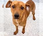 Small #1 Labrador Retriever Mix