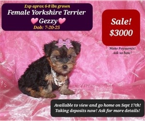 Yorkshire Terrier Puppy for sale in TUCSON, AZ, USA