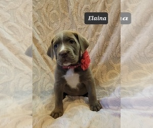 Cane Corso Puppy for Sale in MINERAL WELLS, West Virginia USA