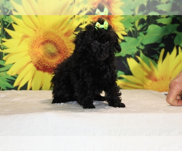 Medium Photo #4 Poodle (Toy) Puppy For Sale in DYERSBURG, TN, USA